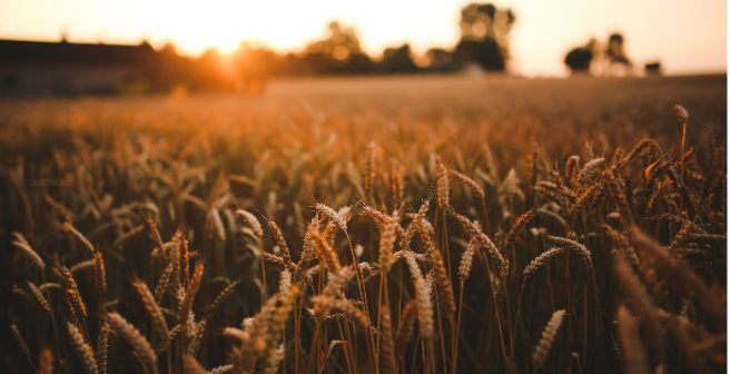 Scientists engineer crops to boost their draught tolerance