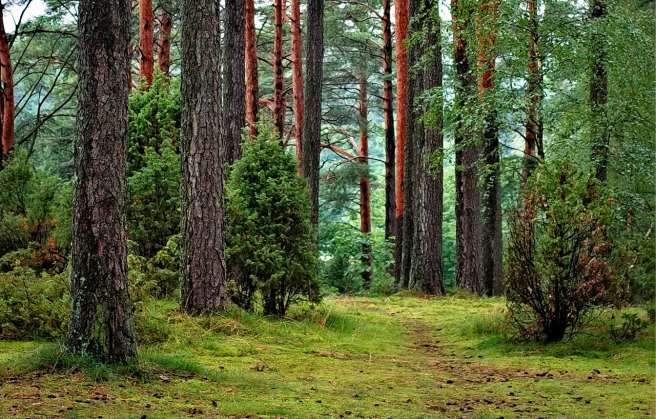 15,000 scientists from 184 countries issue warning to humanity about Earth's destruction