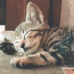 2017 Ig Nobel Prize honors cats’ fluid dynamics, study on why old men have big ears, and more