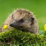 How to write binomials or scientific names of organisms