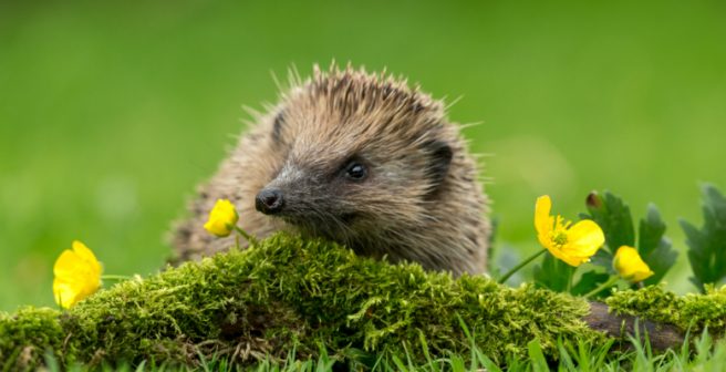 4 Style tips for presenting scientific names of organisms in academic writing