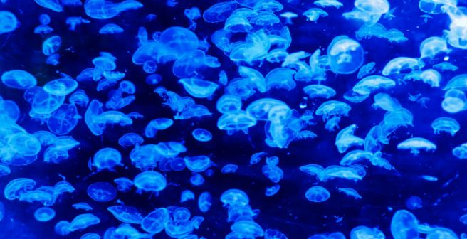 A team of Japanese researchers found an unusual community of bacteria thriving in the canyon called Challenger Deep.