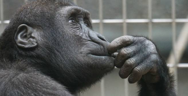 A synthetic antibody effectively prevents HIV infection in monkeys