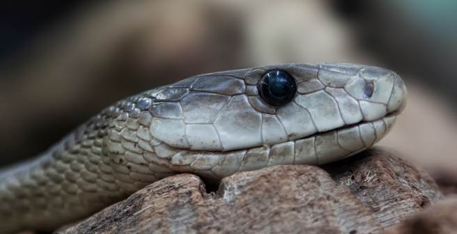 A four-legged fossil of snake provides insights into snake evolution