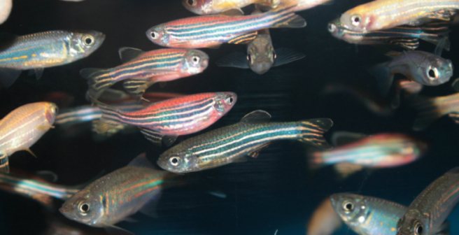 After 20 years researchers locate the mutant gene cloche