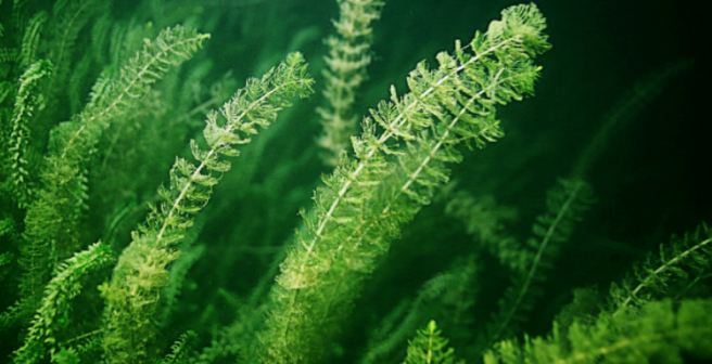 Algae survive extreme temperatures and cosmic radiation for two years