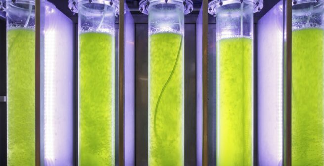 Algae virus can thrive in mammalian cells