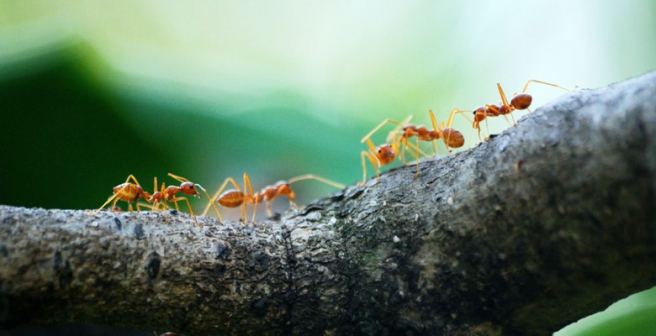 Ants can detect their health issues and self-medicate