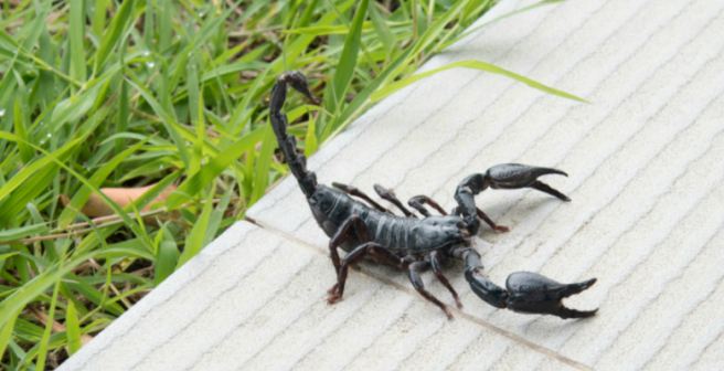 Arthropods - the new luxury good?