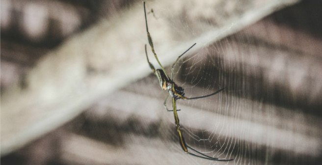Artificial spider silk that can heal wounds and deliver drugs