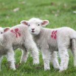 Biotech firm faces a record $3.5-million fine for animal welfare violations