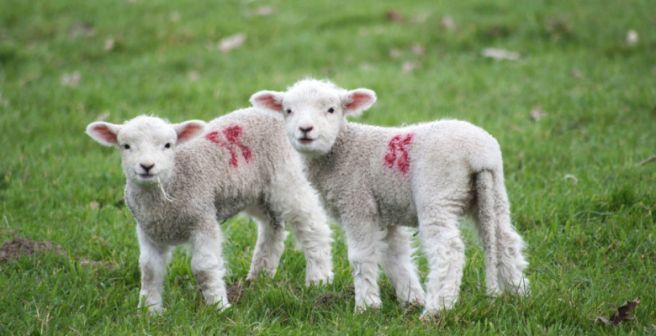 Biotech firm faces a record $3.5-million fine for animal welfare violations