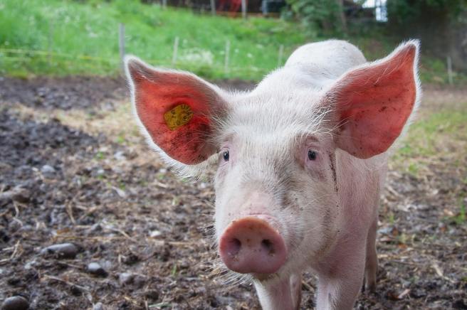 CRISPR piglets bring hope to human organ transplant shortage