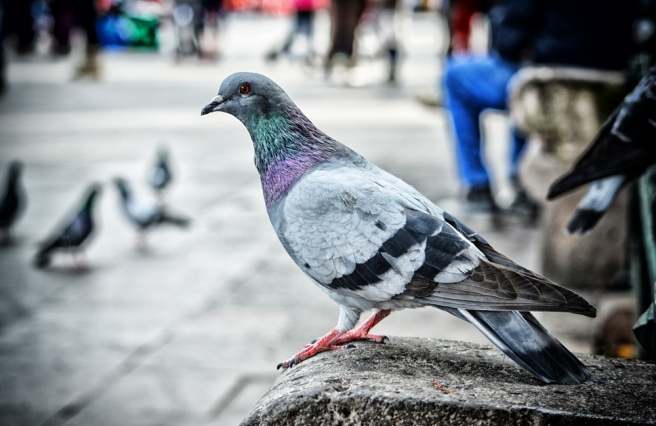 City birds are smarter than their countryside counterparts