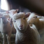 Compliance to guidelines in reporting animal research: A case study