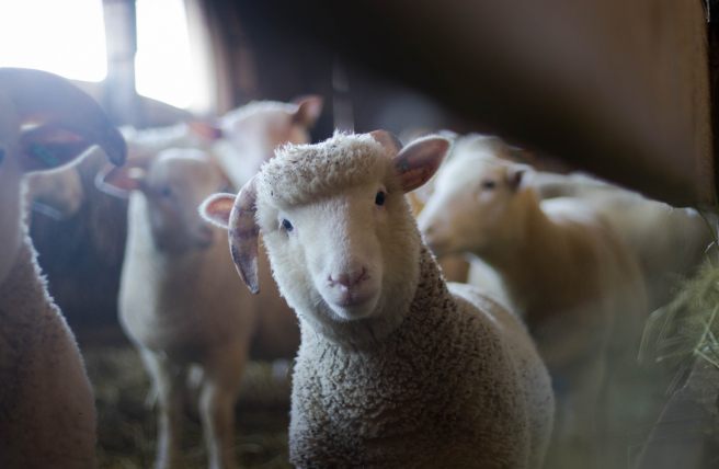 Compliance to guidelines in reporting animal research: A case study