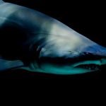DOAJ takes steps to keep predatory publishers at bay