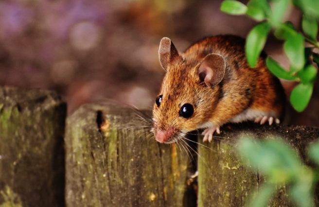 Data-based model predicts hotspots for zoonotic pandemics