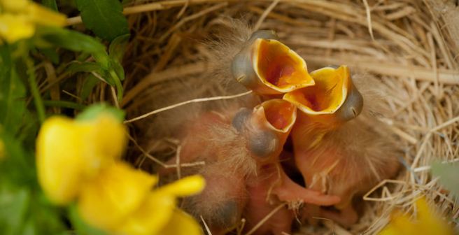 Antioxidants are essential for bird embryo growth