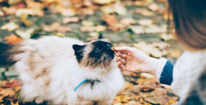 Brain size does matter when it comes to self-control among animals