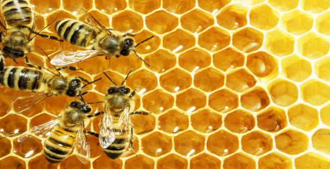 bees