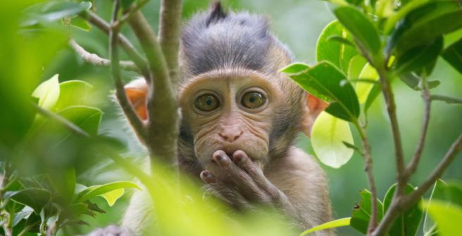 Drug saves monkeys infected with a deadly virus related to Ebola