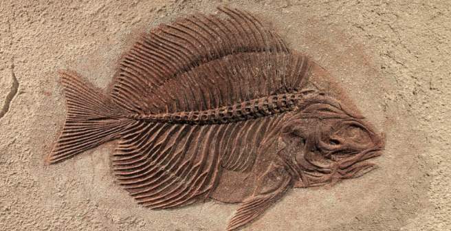 Fish fossil holds clue to the evolution of hind limbs