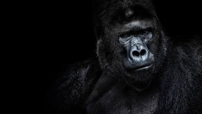 Monkeys can teach us how to avoid a financial collapse
