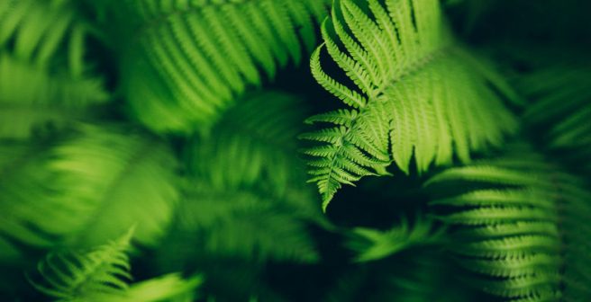 Older Japanese climbing ferns decide the sex of the younger ferns