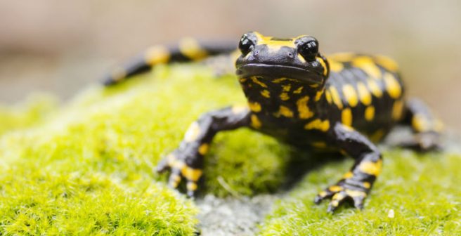 Polyandry among animals—more of a rule than exception