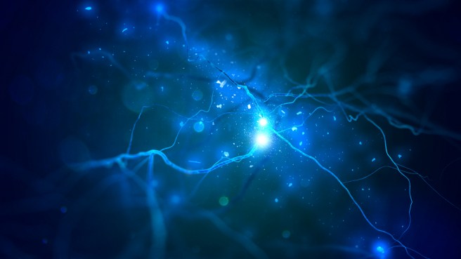 Researchers image complete nervous system in real time