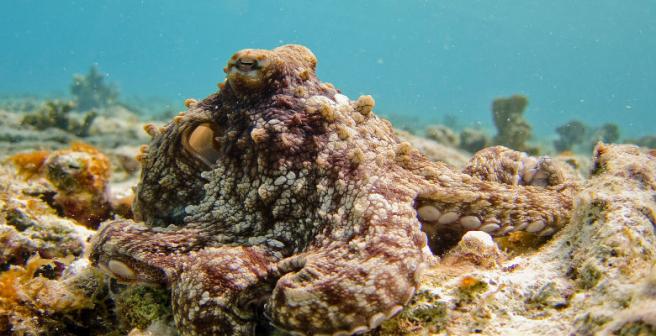 Scientists discover why an octopus never gets entangled