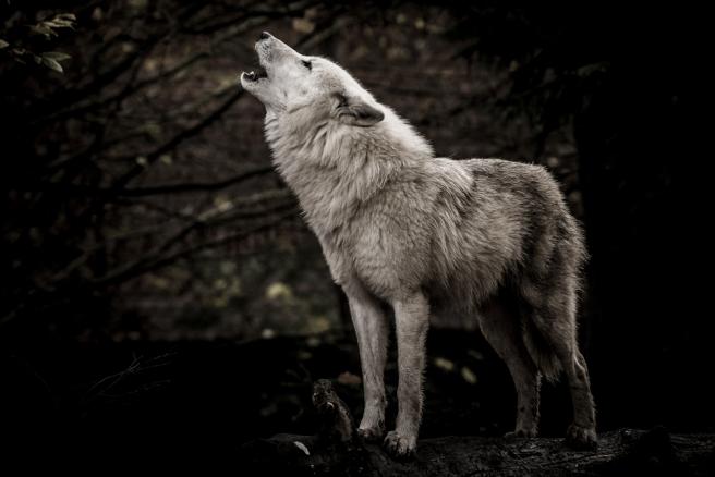 Wolves