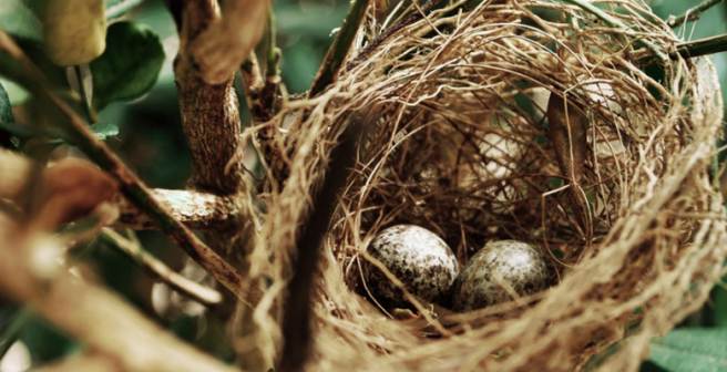 Eggs from smaller flocks of birds more likely to carry Salmonella enteritidis