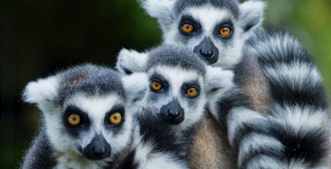 Lemurs