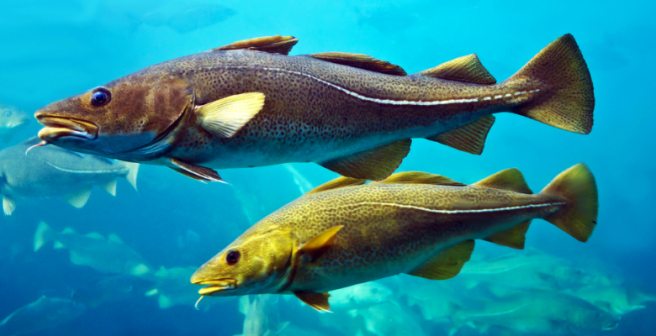 Exposure to crude oil causes heart and skull deformities in haddock
