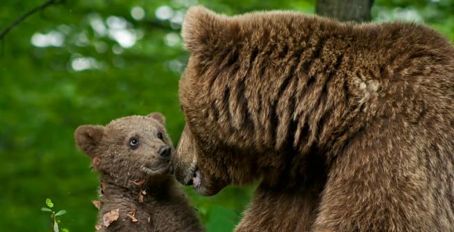 Female bears find human settlements ideal to protect cubs