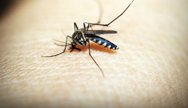 Do female mosquitoes have an extra set of odor sensors to detect human scents?