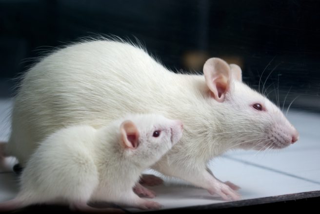 First three days of mouse embryo development observed through a new light miscroscope