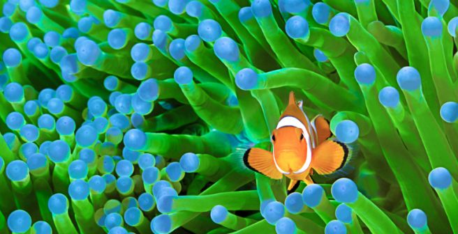 Fish larvae feeding on microplastic particles display altered behavior
