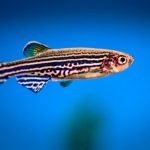 Footage of zebrafish's 'inner ear' development wins science video prize