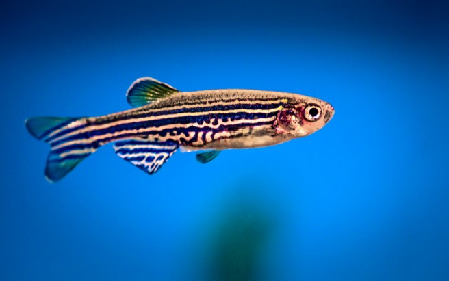 Footage of zebrafish’s ‘inner ear’ development wins science video prize