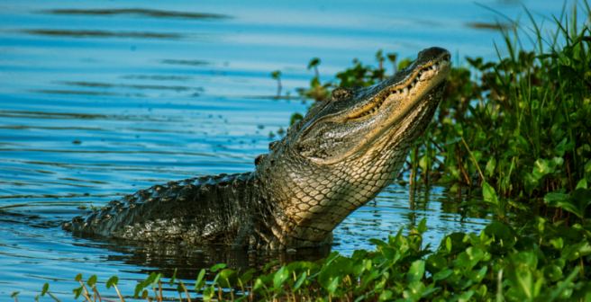 Gender of alligator embryos is temperature dependent