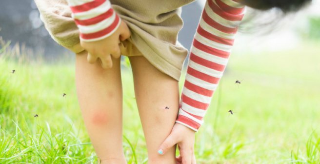 Genetic link underlies mosquitoes’ preference for humans or animals