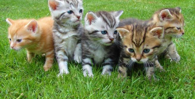 How animals detect and react to high temperatures