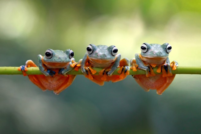 How dinosaur extinction boosted the evolution of frogs