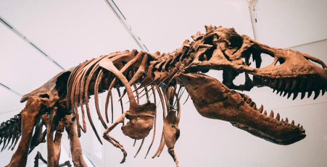 How long did it take for a dinosaur to hatch from its egg?