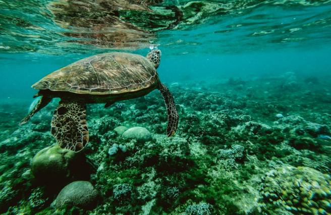 Humans and turtles share the same skin proteins that protect their skin