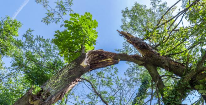 Injured plants send chemical signals to neighboring plants