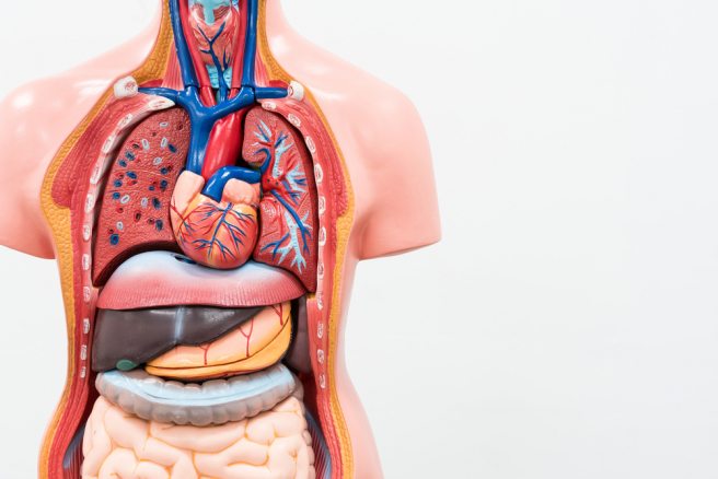 Is appendix a vestigial organ?